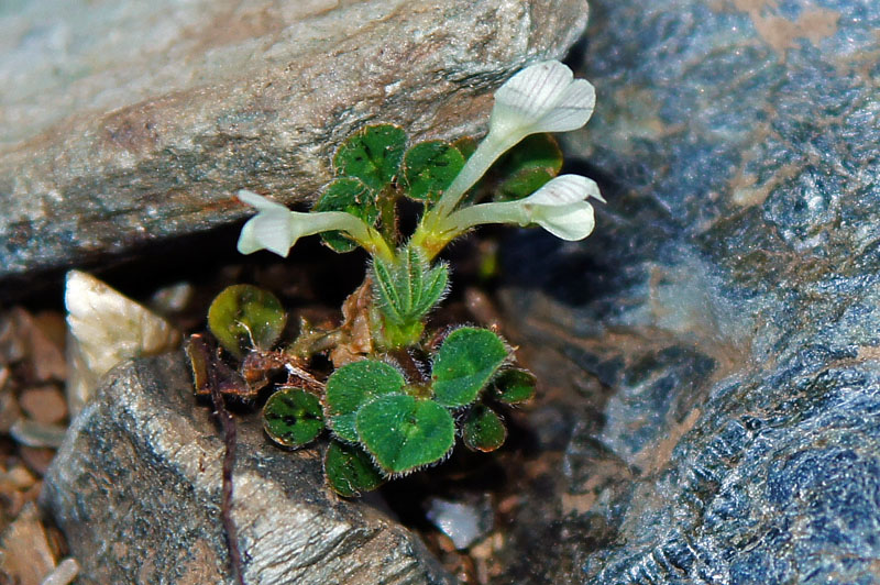 Trifolium subterraneum / Trifoglio sotterraneo